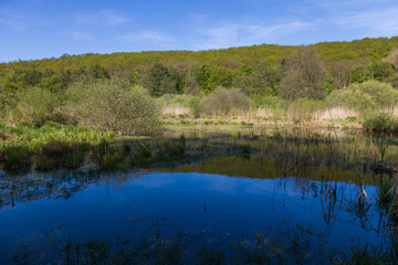 A peaceful spring landscape depicting a shallow pond or wetland pool with dark blue water