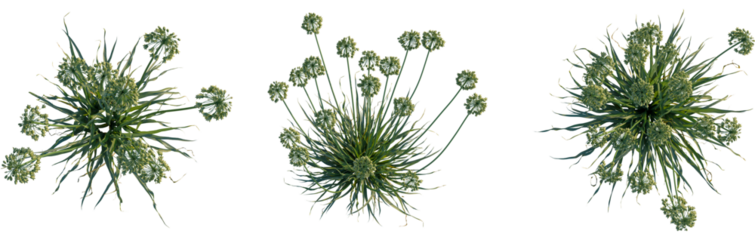Allium siculum tree plan, top view, cutout, transparent, isolate, Delicate green flowering plant with spherical blooms captured from above
