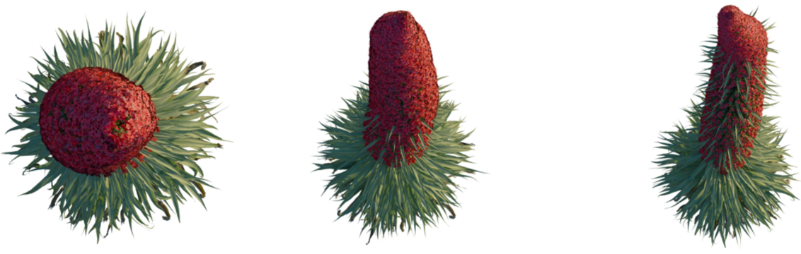 Echium wildpretii tree plan, top view, cutout, transparent, isolate, Stunning red flower bloom with spiky green leaves isolated for design - Powered by Adobe