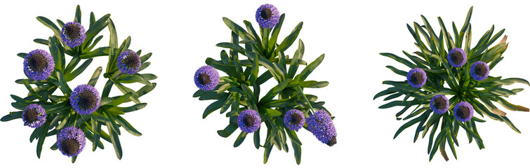 Scilla peruviana tree plan, top view, cutout, transparent, isolate, Vibrant purple globe thistle blossoms with lush green foliage, natural beauty