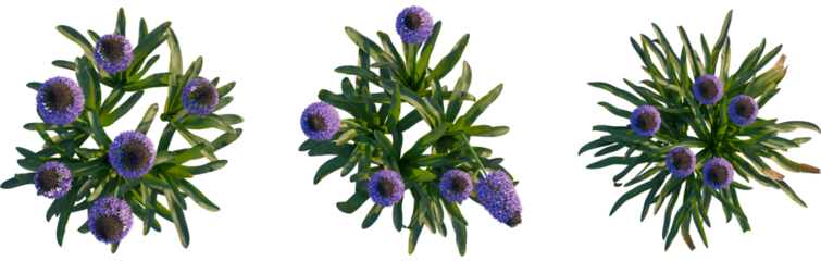 Scilla peruviana tree plan, top view, cutout, transparent, isolate, Vibrant purple globe thistle blossoms with lush green foliage, natural beauty