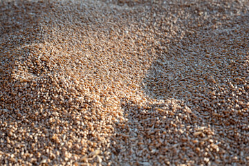 Full frame background of golden wheat grains. Agricultural harvest concept showing natural texture of raw wheat seeds used in food production and farming industries.