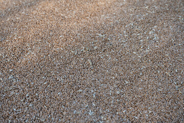 Background image of wheat grains in bulk. Macro photo of raw cereal seeds symbolizing agriculture, food production, and organic farming.
