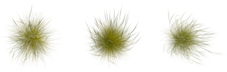 Stipa capillata tree plan, top view, cutout, transparent, isolate, Stunning dry grass plumes showcase nature's delicate beauty and organic textures