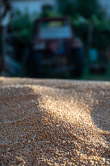 Pile of wheat grain in a rustic yard in front of a tractor that is blurred. Concept of traditional agriculture, organic farming and harvest season in rural life.