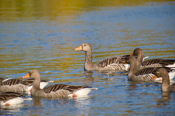 Greylag Geese gliding peacefully across calm blue water in soft sunlight