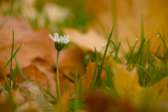 A single white daisy stands among fallen autumn leaves and dewdrops, captured in warm morning light with a blurred background - Powered by Adobe