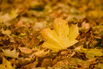 Golden maple leaf resting among autumn foliage