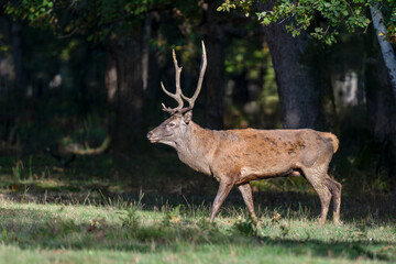 Red deer stag walking in a clearing at the edge of a forest during the rut. Cervus elaphus, Réserve zoologique de la Haute-Touche, Azay le Ferron, Indre 36, région Centre Val de Loire, France, Europe