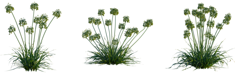 Allium siculum tree, cutout, front view, isolate, transparent, Allium flowers clusters, beautiful ornamental plant for garden designs