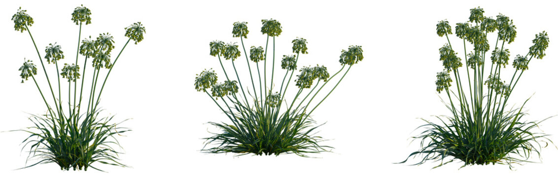 Allium siculum tree, cutout, front view, isolate, transparent, Allium flowers clusters, beautiful ornamental plant for garden designs - Powered by Adobe