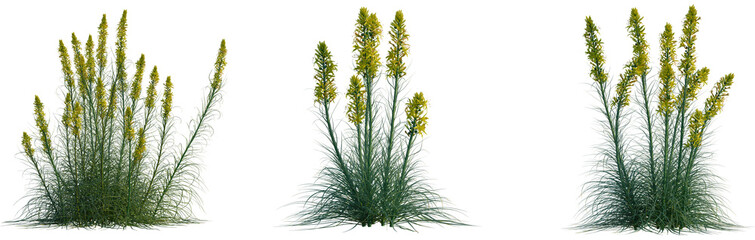 Asphodeline lutea tree, cutout, front view, isolate, transparent, Striking flower clusters for landscaping projects and garden designs © Peter Hai