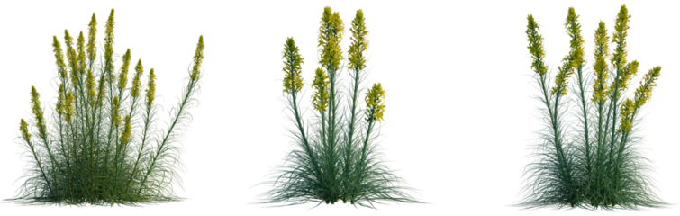 Asphodeline lutea tree, cutout, front view, isolate, transparent, Striking flower clusters for landscaping projects and garden designs