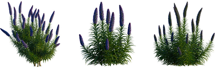 Echium candicans tree, cutout, front view, isolate, transparent, Vibrant purple flowering plant with lush green foliage stands tall © Peter Hai