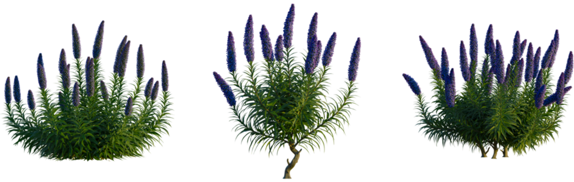 Echium candicans tree, cutout, front view, isolate, transparent, Vibrant purple flower clusters with lush green foliage, perfect for gardens