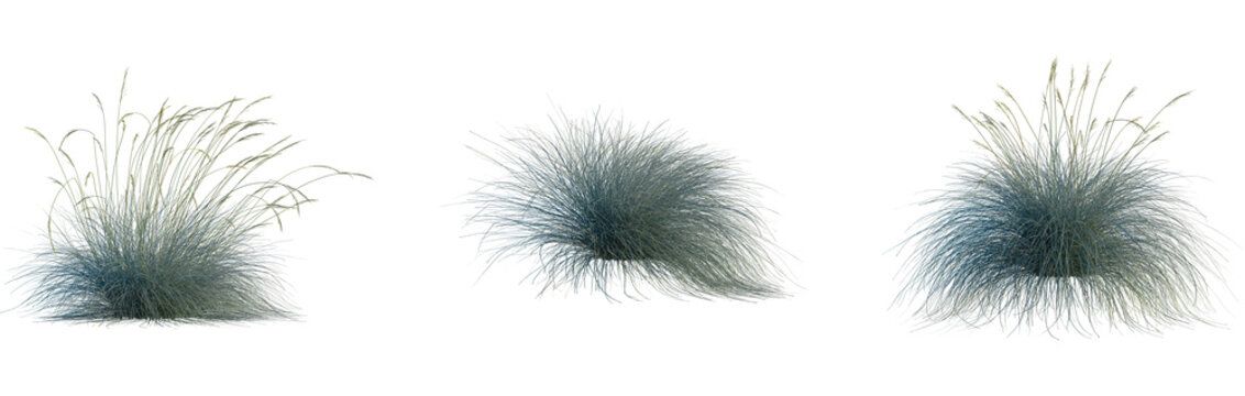 Festuca glauca tree, cutout, front view, isolate, transparent, Elegant ornamental grasses with delicate seed heads for natural designs