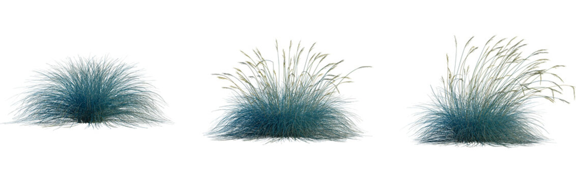 Festuca glauca tree, cutout, front view, isolate, transparent, Textured blue ornamental grass clumps with golden seed heads