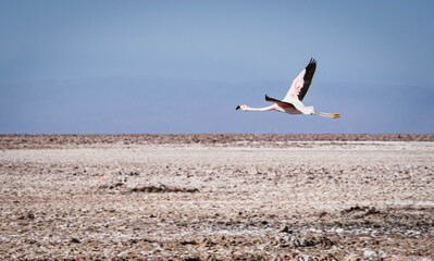 Flamingo in Andes