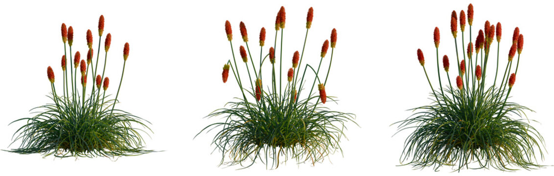 Kniphofia uvaria tree, cutout, front view, isolate, transparent, Vibrant red hot poker plants with lush green foliage in natural light