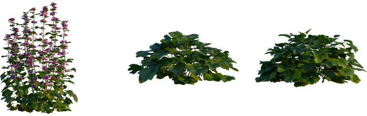 Malva sylvestris tree, cutout, front view, isolate, transparent, Tall flowering plant with vibrant purple blooms and lush green foliage