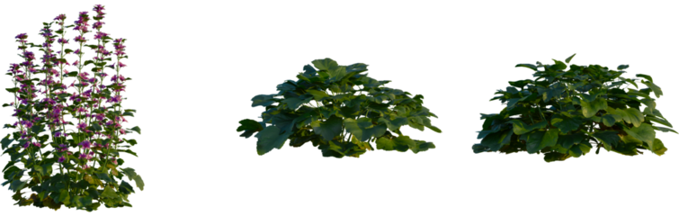 Malva sylvestris tree, cutout, front view, isolate, transparent, Tall flowering plant with vibrant purple blooms and lush green foliage