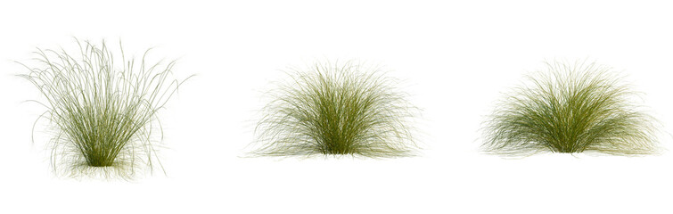 Stipa capillata tree, cutout, front view, isolate, transparent, Lush green ornamental grass clumps for natural landscape design projects