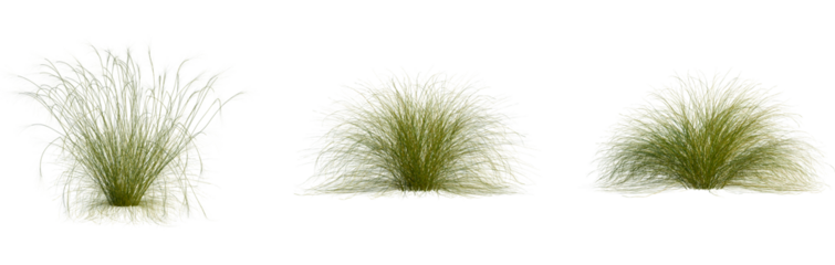 Stipa capillata tree, cutout, front view, isolate, transparent, Lush green ornamental grass clumps for natural landscape design projects
