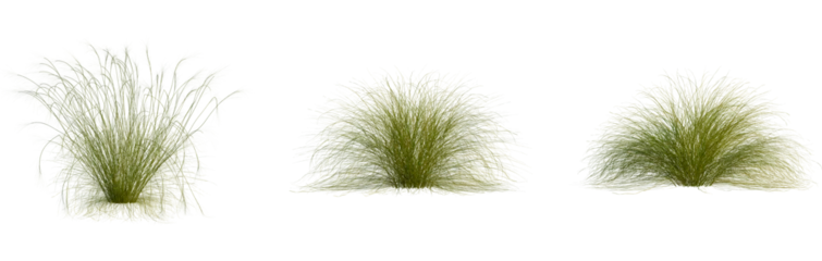 Keuken achterwand Gras Stipa capillata tree, cutout, front view, isolate, transparent, Lush green ornamental grass clumps for natural landscape design projects  © Peter Hai
