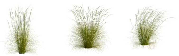 Stipa capillata tree, cutout, front view, isolate, transparent, Trio of ornamental grasses sway gently in a soft breeze