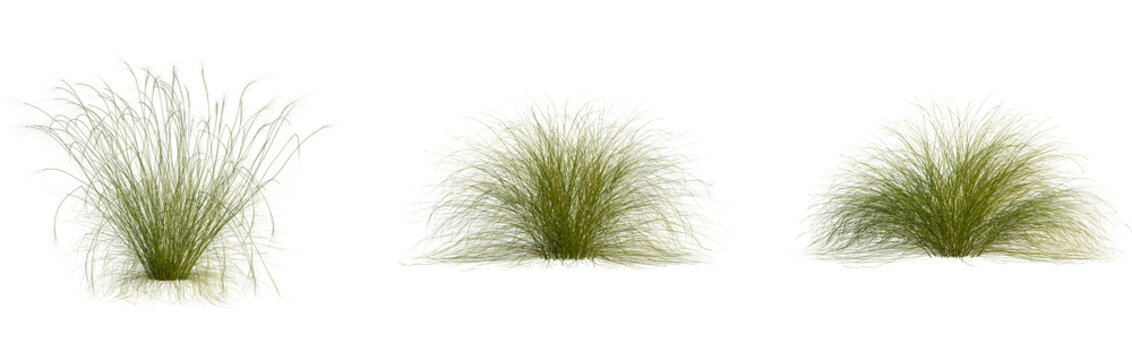 Stipa capillata tree, cutout, front view, isolate, transparent, Lush green ornamental grass clumps for natural landscape design projects