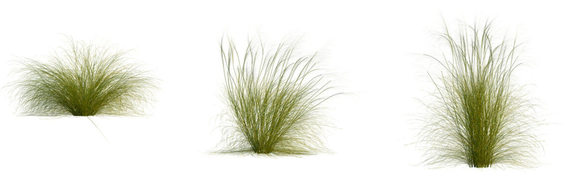 Stipa capillata tree, cutout, front view, isolate, transparent, Golden Pampas Grass Tufts Flowing in Gentle Breeze