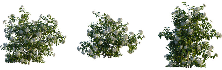 Viburnum tinus tree, cutout, front view, isolate, transparent, Lush flowering bush with white blossoms and green leaves, perfect for landscaping