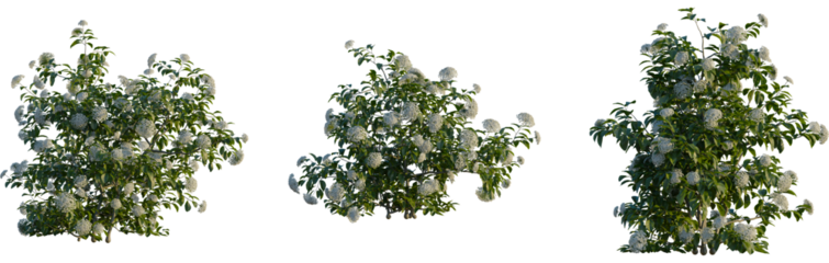 Viburnum tinus tree, cutout, front view, isolate, transparent, Lush flowering bush with white blossoms and green leaves, perfect for landscaping