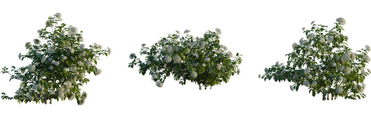 Viburnum tinus tree, cutout, front view, isolate, transparent, Lush blooming shrub with clusters of delicate white flowers and green foliage