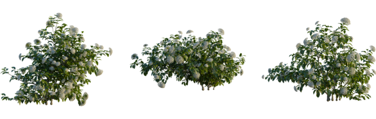Viburnum tinus tree, cutout, front view, isolate, transparent, Lush blooming shrub with clusters of delicate white flowers and green foliage