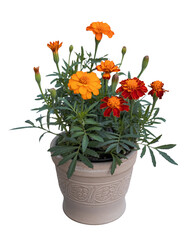 Orange and red marigolds blooming in a decorative pot flowers potted.