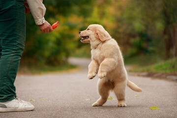 Playful golden retriever puppy stands on its hind legs reaching for a toy in the owners hand. The image captures a joyful training moment full of trust and connection between dog and human. © Alina Ziabrieva