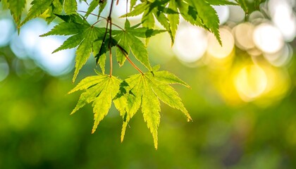 Japanese Maple Leaves in Sunlight - A Serene Green Scene.