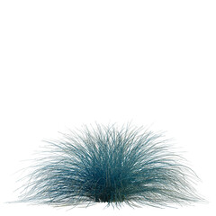 Festuca glauca tree, front view, cutout, transparent, isolate, Vibrant blue ornamental grass bush with flowing strands © Peter Hai