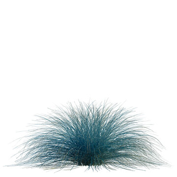 Festuca glauca tree, front view, cutout, transparent, isolate, Vibrant blue ornamental grass bush with flowing strands