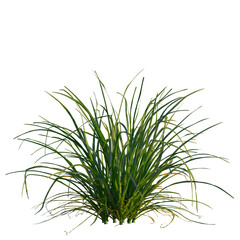 Kniphofia uvaria tree, front view, cutout, transparent, isolate, Vibrant green grass clump isolated for natural scene enhancement