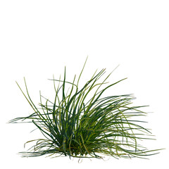 Kniphofia uvaria tree, front view, cutout, transparent, isolate, Lush green chives plant growing healthy with vibrant foliage