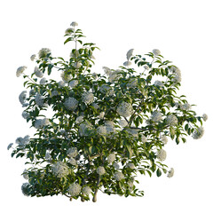 Viburnum tinus tree, front view, cutout, transparent, isolate, Lush flowering bush bursting with delicate white blossoms and vibrant green leaves
