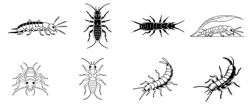 earwig illustration set with top-down, side-view symbols, drawing and silhouette vector collection 