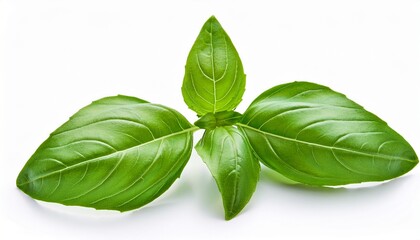Obraz premium Basil Leaves Isolated On White Background
