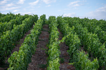 Aerial panoramic view on champagne vineyards and village Hautvillers near Epernay, Champange, France