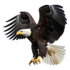 Obraz premium A majestic bird of prey in flight, wings spread wide, white backdrop