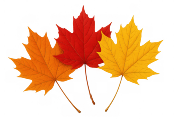 Three colorful maple leaves displaying the rich reds, oranges, and yellows of autumn, ideal for fall season designs