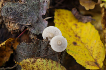 Two small white mushrooms are growing on the dark, damp forest floor among fallen leaves. Bright yellow autumn foliage contrasts with dark brown wood remnants, creating an intimate macro nature scene.
