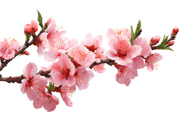 Vibrant pink cherry blossoms on branch signaling spring arrival